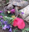 Hermanns : Male approx  18 years old (Herbie)